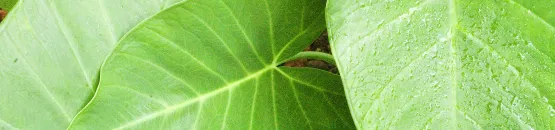 Feuilles