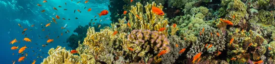 Biodiversité